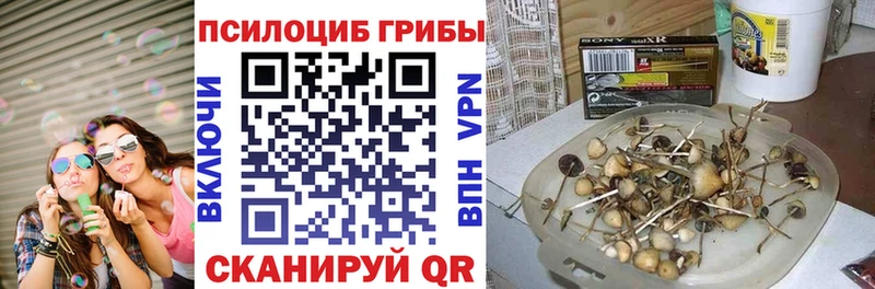 Купить  Армянск  Псилоцибиновые грибы Psilocybe 